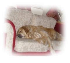 Shampooch Groomers/home Boarding Cardiff Cardiff Logo 