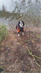 AA Pet Services Consett Durham Logo 