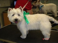 Shaggy Chic Dog Grooming Salon Weybridge Surrey Logo 