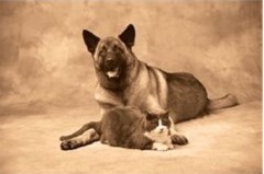 Hooves Wags N Whiskers Penicuik Midlothian Logo 