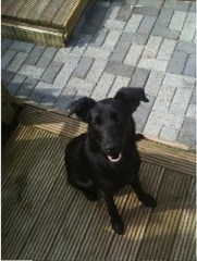 Mucky Pupz Chester Cheshire Logo 