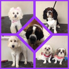 Sammy's Pet Parlour Manchester Lancashire Logo 