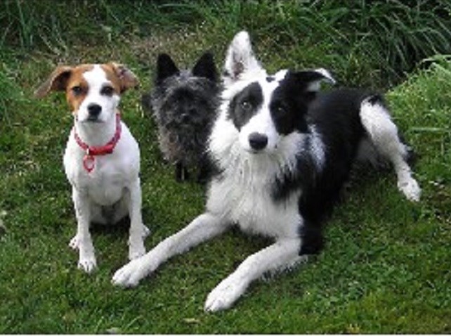 K's Home, Garden & Pet Services