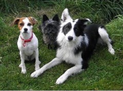 K's Home, Garden & Pet Services Warminster Wiltshire Logo 