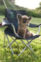 Wadhurst Dog Grooming Wadhurst East Sussex Logo 