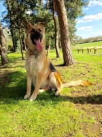 Zada's WalkieZ romford Essex Logo 