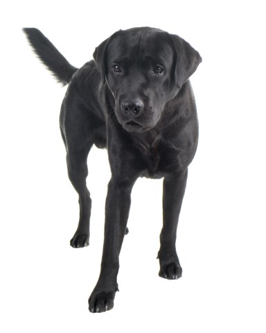 Bobby dazzlers dog grooming