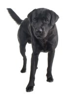 Bobby dazzlers dog grooming Leamington spa Warwickshire Logo 