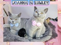 Dog & Cat Grooming Colorful Tails Tina Rugby Warwickshire Logo 