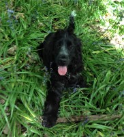 Lola's Lodge Fittleworth West Sussex Logo 