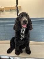 Hut 4 Mutts Shrewsbury Shropshire Logo 