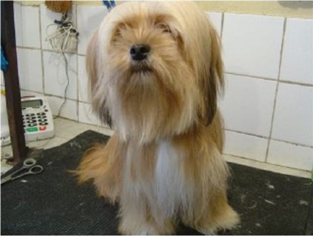Shakeapaw Dog Grooming