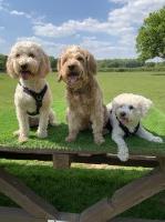 Whiskers and Wagging Tails Reigate Surrey Logo 