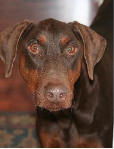 Noak Bridge Pet Care