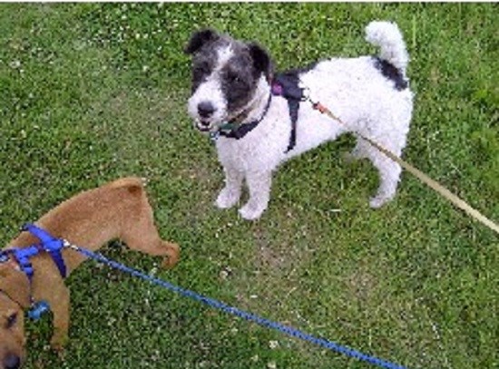 Suzanne's Pet Services