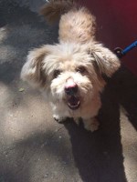 Clip Round the Ear Darley Dale Derbyshire Logo 