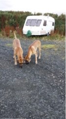 Abbys dog walking and pet sitting service Strathaven Lanarkshire Logo 