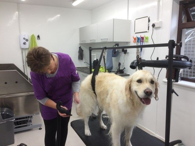 Doggypawsgroominglisburn