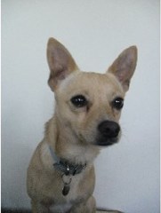 Ralph's House Catthorpe Leicestershire Logo 