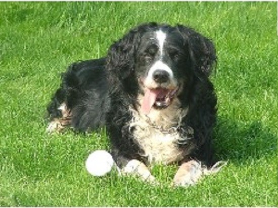 Shear Pawfection Dog Grooming