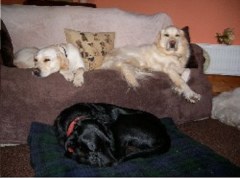 Canine Comfort Bridgwater Somerset Logo 