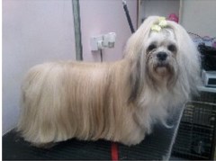 Kay9 Grooming Cinderford, Gloucester Gloucestershire Logo 