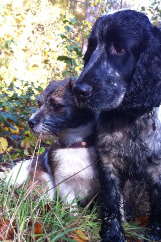 MaisieMoos Grooming Parlour