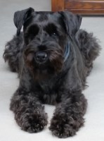 Cleverclix Dog Grooming Headley Hampshire Logo 