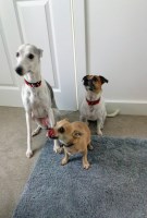 Tracey's Chip 'N' Clip Hayle Cornwall Logo 