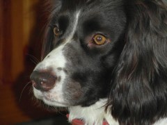 The K9walker Matlock Derbyshire Logo 