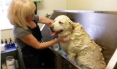 Suffolk Dog Wash and Groom Room Framlingham Suffolk Logo 