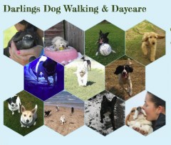 Darlings Dog Walking Prestonpans East Lothian Logo 