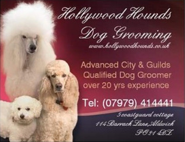 Hollywood Hounds