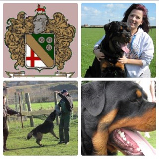 A1 Dog Training centre South Milford, North Yorkshire LS25 5LH