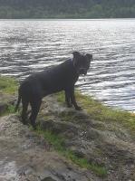 Port Pooches Port glasgow Inverclyde Logo 