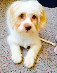 Diamond Dogs Salon Tewitfield, Carnforth Lancashire Logo 