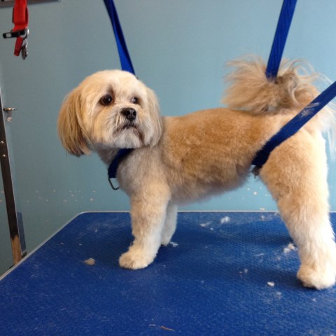 Pet Pawfect Dog Grooming