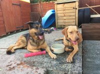 Wiltshire Dog Walking & Behaviour Chippenham Wiltshire Logo 