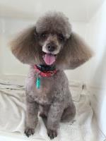 West Pasture Kennels Rawcliffe East Yorkshire Logo 