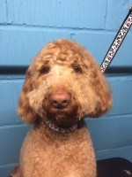 Pluto's Parlour and Pets Sevenoaks Kent Logo 