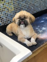 happy paws stoke northwood Staffordshire Logo 