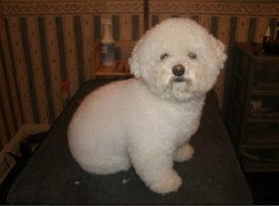 Classic Paws Dog Grooming