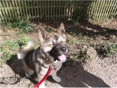 Paws4awalk Newcastle-Under-Lyme Staffordshire Logo 