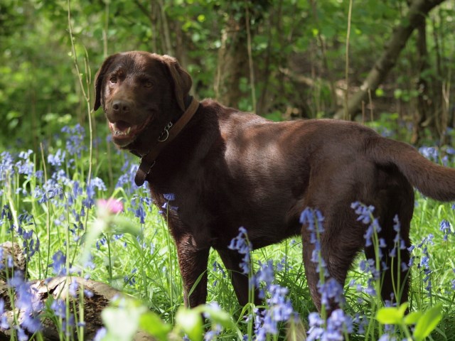 Suffolk Active Paws Pet Services