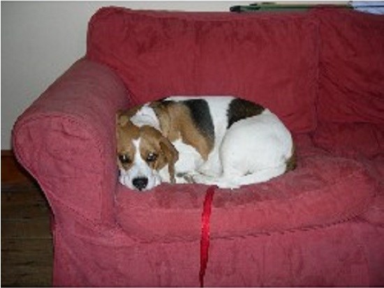 Woodhouse Dog Grooming