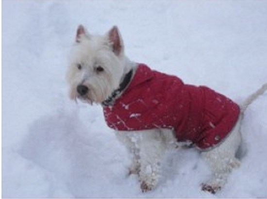 Wainwright's Dog Walking Services