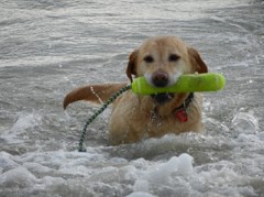 Must Love Dogs Chesham Buckinghamshire Logo 