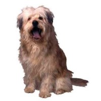 Glynwyn Boarding Kennels Ossett West Yorkshire Logo 