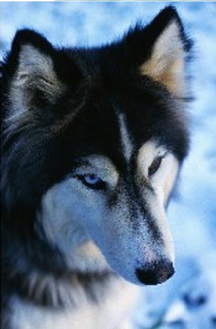 Diamonddogs Mobile Dog Grooming