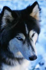 Diamonddogs Mobile Dog Grooming Roberton, Biggar Lanarkshire Logo 